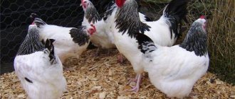 Мясо-яичные породы кур | Райские птицы | Pinterest | Hens