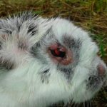 Начало болезни миксоматоза у кроликов