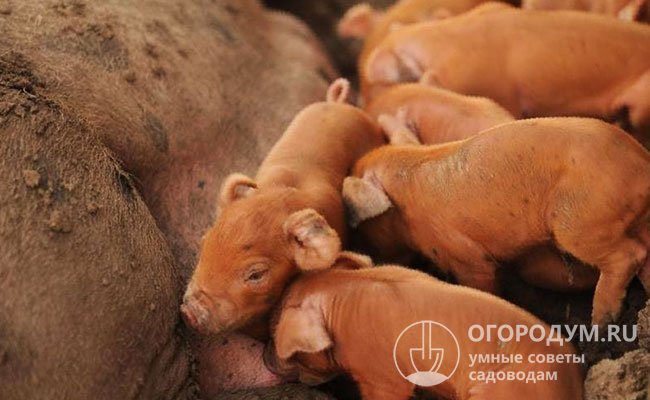 Несмотря на солидные размеры, свинки, как правило, очень «деликатно» ведут себя с потомством: случаи травмирования новорожденных поросят крайне редки