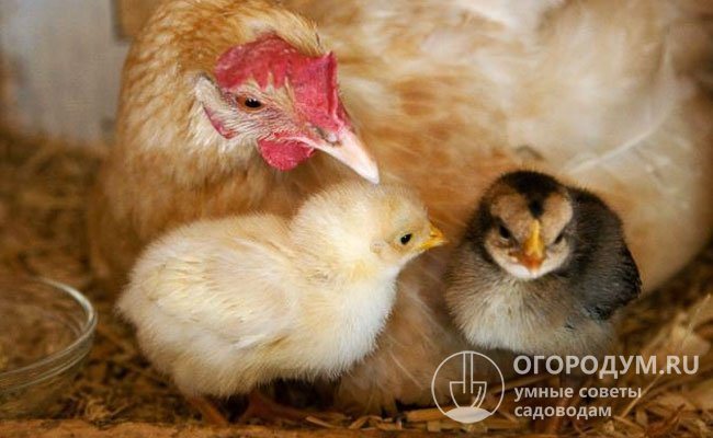 Несушки активно проявляют материнский инстинкт – готовность к насиживанию яиц и воспитанию потомства