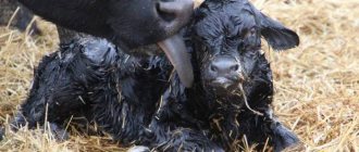 Новорожденный теленок