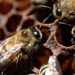 Обработка пчел от клеща осенью