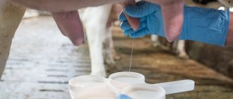 Обязательное сцеживание первых струй молока перед доением