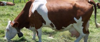 Описание красно пестрой коровы