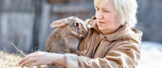 Опытные кролиководы стремятся вырастить здоровое животное и получить от него максимальную прибыль