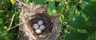 Орнитология: как размножаются птицы