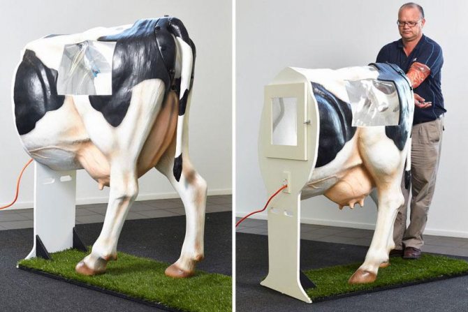 осеменение коров