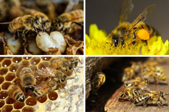 Основная работа рабочей пчелы
