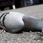 Основные болезни голубей и их лечение