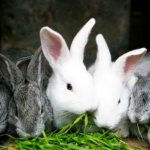 Основным кормом для кроликов считается свежая зелень и сухое сено