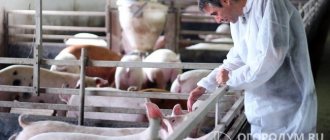 Основными методами профилактики КЧС считаются вакцинация свиней и соблюдение ветеринарно-санитарных требований при их содержании