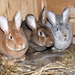 Особенности кролиководства в Белоруссии