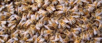 Особенности поведения и содержания пчел Бакфаст