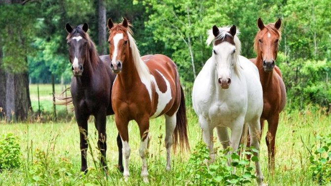 Особенности разведения лошадей