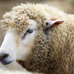 Оспа у овцы в инкубационном периоде