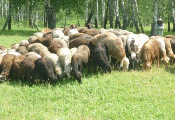 Отара эдильбаевских овец