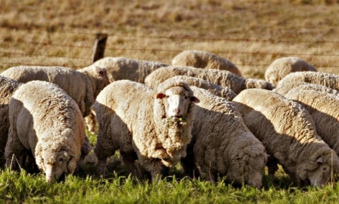отара шерстяных овец