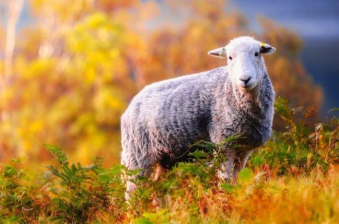 Овца перед случкой