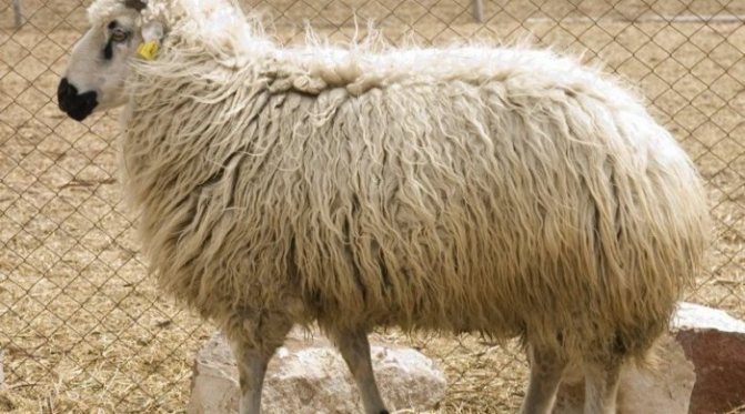 Овца породы Балбас