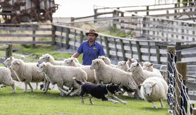 Овцеводство Австралии