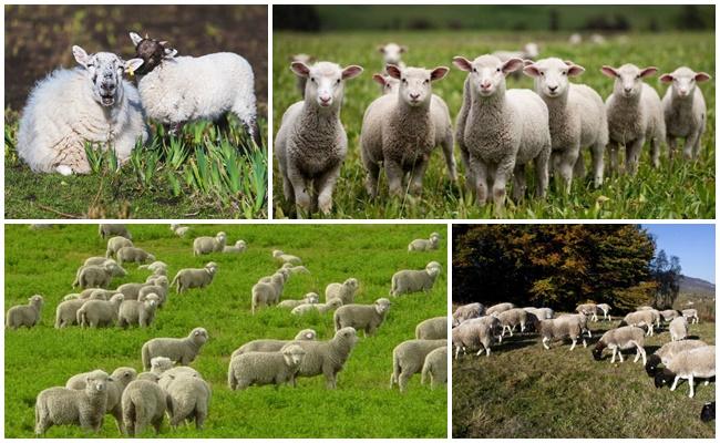 овцеводство в австралии
