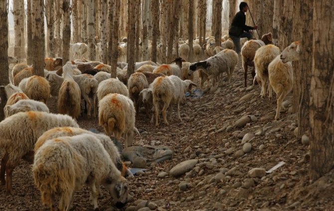 Овцеводство в Китае
