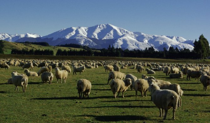 Овцеводство в Новой Зенландии