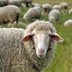 Овцы могут жить на свежем воздухе