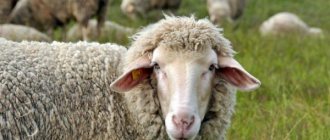 Овцы могут жить на свежем воздухе