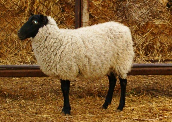 овцы романовской породы размножение