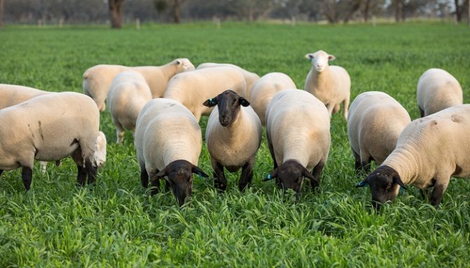 овцы с белым телом едят траву