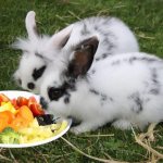 Овощи и фрукты для кролика