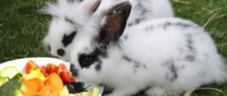 Овощи и фрукты для кролика