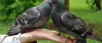 Пара городских сизых голубей на руке человека