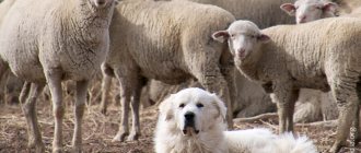 Пастушья собака охраняет стадо