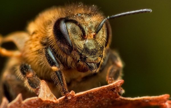 Пчела-насекомое-Описание-особенности-виды-образ-жизни-и-среда-обитания-пчелы-21