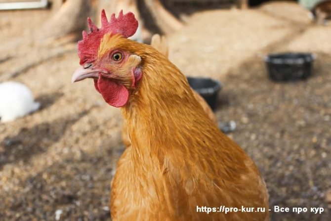 Почему дохнут цыплята и куры – что это за болезнь и что делать?