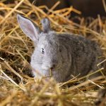Почему крольчиха отталкивает и разбрасывает крольчат