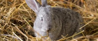 Почему крольчиха отталкивает и разбрасывает крольчат
