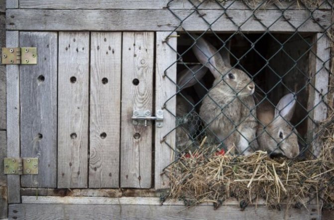 Почему кролики грызут клетки и что делать?