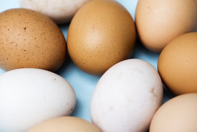Почему существуют яйца различных цветов? Как определить, какого цвета яйца будет нести курица, и какого цвета будет желток?