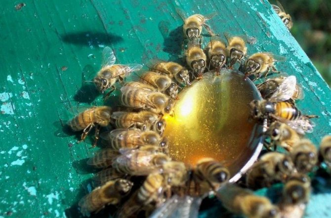 Подкормка пчёл мёдом