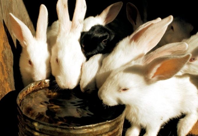 поилки для кроликов зимой своими руками