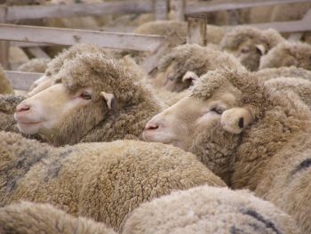 Покупать и продавать овец можно через интернет-сайты