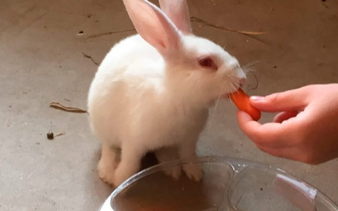 полезные советы по кормлению кроликов