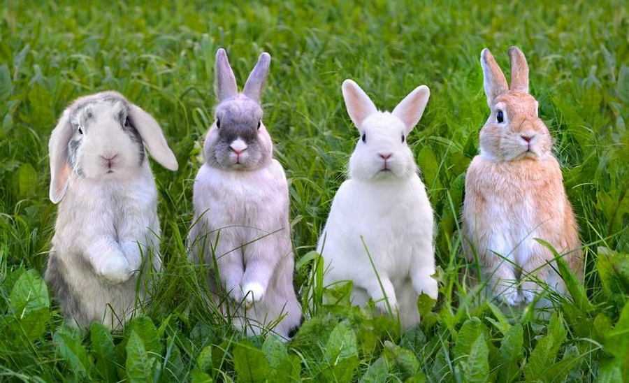 Половое созревание кроликов