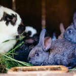 Половозрелость кроликов