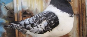 Порода голубей штрассер фото