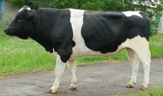 Порода коров
