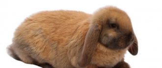 Порода кроликов Французский Баран
